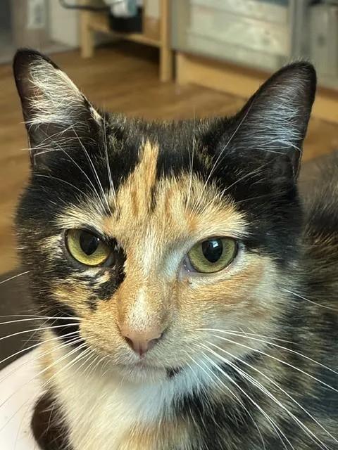 A young medium-sized female Domestic Short Hair cat named Okolona for adoption in Louisville, KY