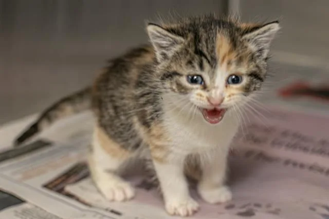 A baby small-sized female Domestic Short Hair cat named Smores for adoption in Charlotte, NC