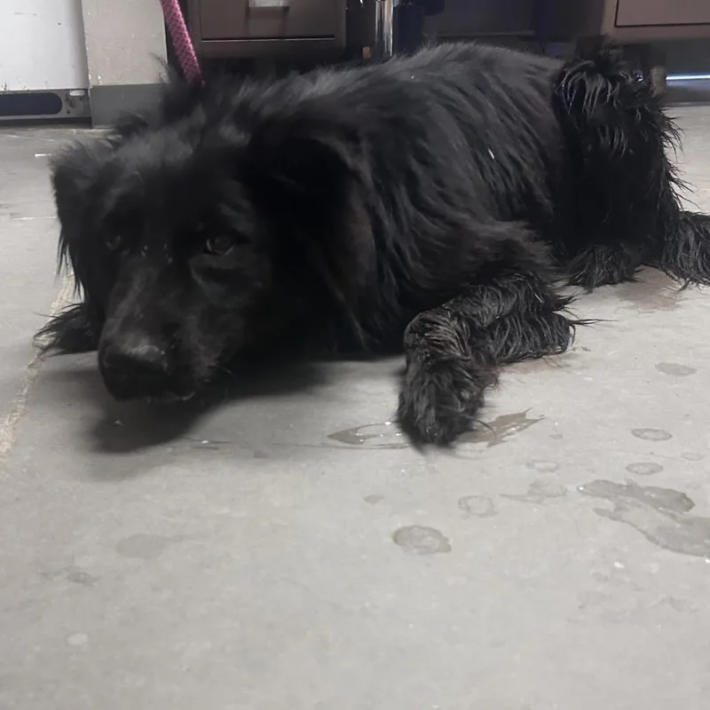 An adult medium-sized male Black Collie dog named Rocksteady for adoption in Yuma, AZ