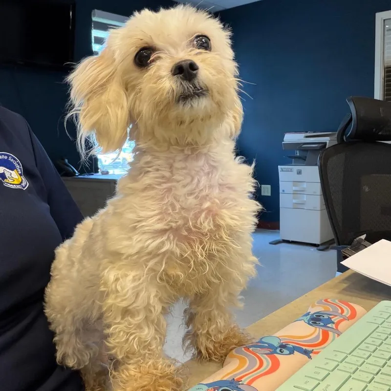 An adult small-sized female White / Cream Mixed Breed dog named Kordia for adoption in Newark, NJ