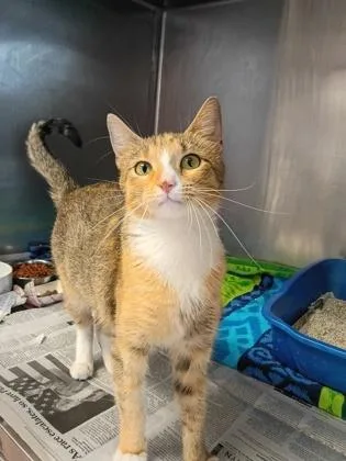 An adult small-sized female Domestic Short Hair cat named Sophie for adoption in Houston, TX