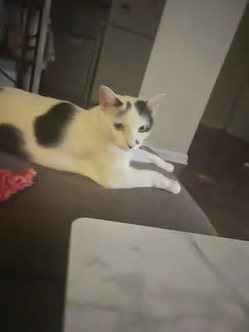 Millie And Milo  thumbnail 3
