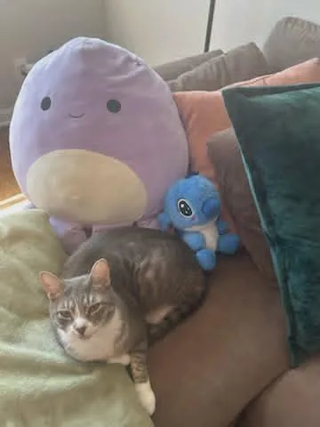 Millie And Milo  thumbnail 4