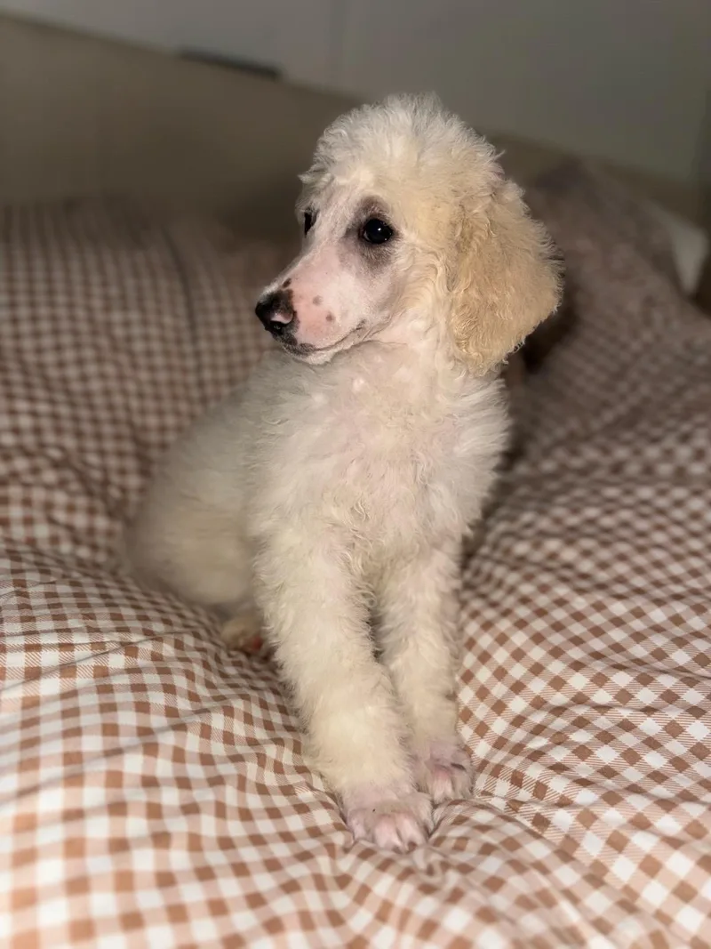 A baby medium-sized female Apricot / Beige Standard Poodle dog named Elaina for adoption in Cerritos, CA