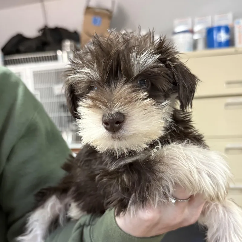 A baby small-sized male Brown / Chocolate Miniature Schnauzer dog named Jester for adoption in Columbia, SC