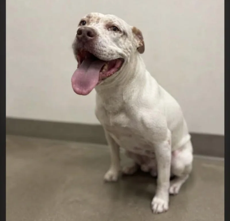 An adult large-sized male Pit Bull Terrier dog named Tommie for adoption in San Pedro, CA