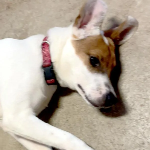 An adult medium-sized male Basenji dog named Shaq for adoption in Des Moines, IA