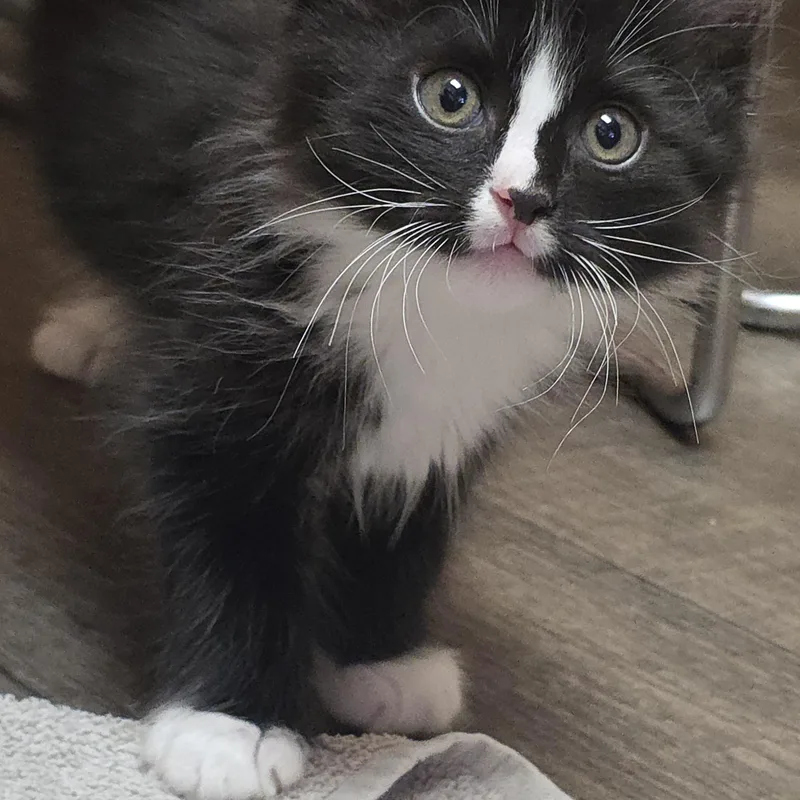 A baby medium-sized male Black & White / Tuxedo Domestic Long Hair cat named Lux for adoption in Mission Viejo, CA