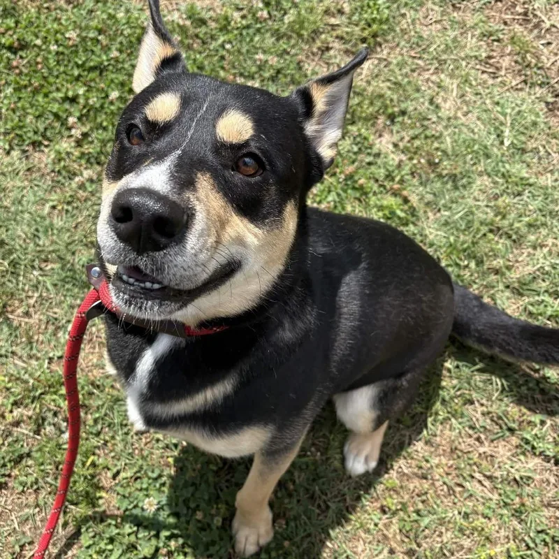 An adult medium-sized male Black German Shepherd Dog dog named Dude for adoption in Greenville, SC