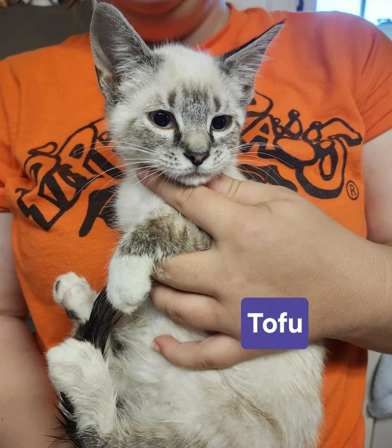 A baby medium-sized male Siamese cat named Tofu for adoption in East Greenville, PA