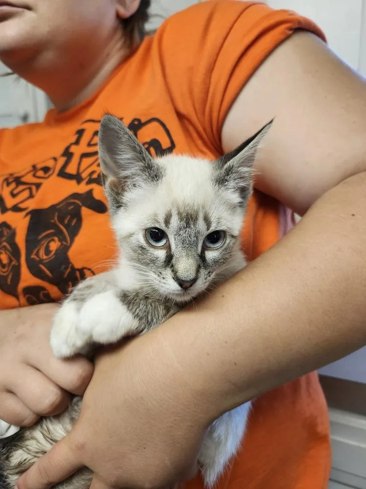 Tofu thumbnail 3