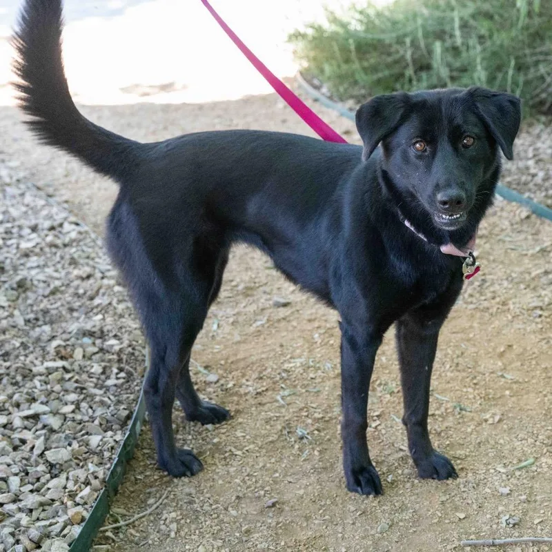 An adult medium-sized female Black Labrador Retriever dog named Tali for adoption in Albuquerque, NM