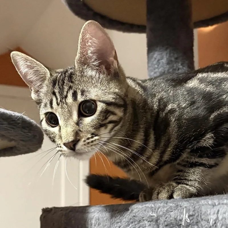 A baby medium-sized male Black Domestic Short Hair cat named Country Boy for adoption in Springfield, OR
