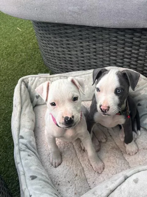 A baby medium-sized female White / Cream American Staffordshire Terrier dog named Daisy for adoption in Lafayette, CA