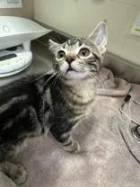 A young medium-sized female Tabby (Brown / Chocolate) Domestic Short Hair cat named Raven for adoption in Manitowoc, WI