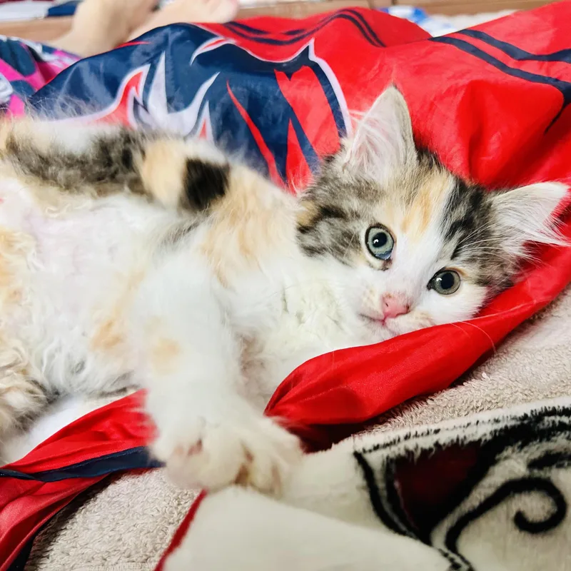 A baby small-sized female Tabby (Buff / Tan / Fawn) Domestic Long Hair cat named Cashmere for adoption in Richmond, VA