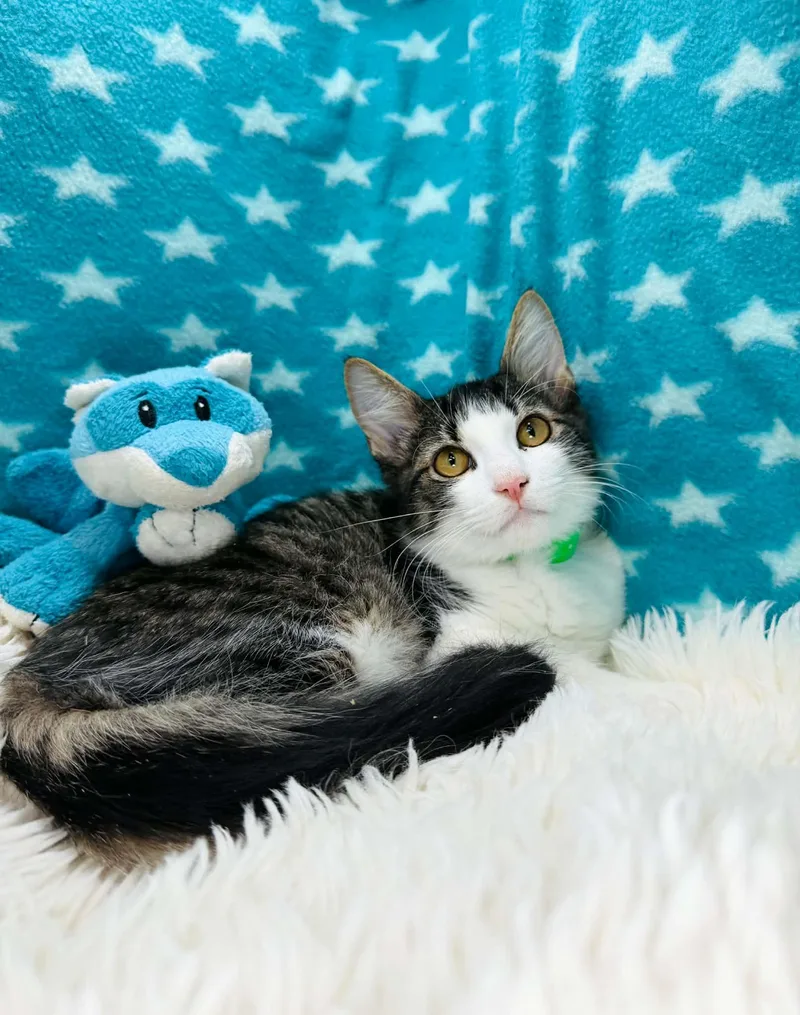 A baby medium-sized male Domestic Medium Hair cat named Oak for adoption in Tavares, FL