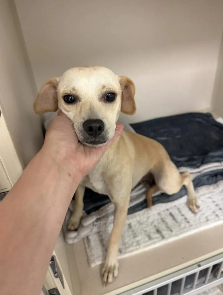 An adult small-sized female Chihuahua dog named Maggie for adoption in Manhattan, NY