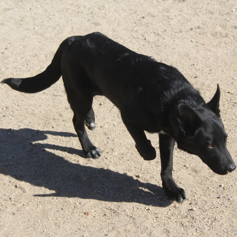 A young medium-sized male Black Labrador Retriever dog named Willy Boy for adoption in Yucca Valley, CA