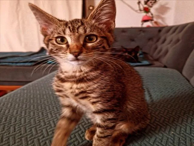 A baby medium-sized female Domestic Short Hair cat named Dakota for adoption in Los Angeles, CA