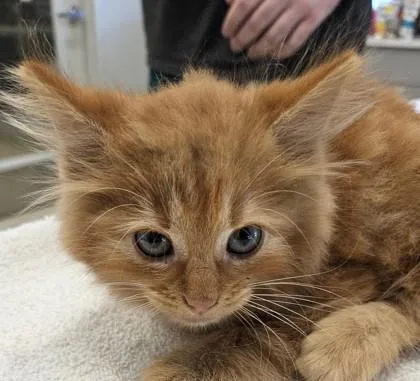A young small-sized male Domestic Long Hair cat named Jett for adoption in Lafayette, IN