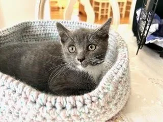 A baby small-sized male Gray & White Domestic Short Hair cat named Petey for adoption in Oradell, NJ