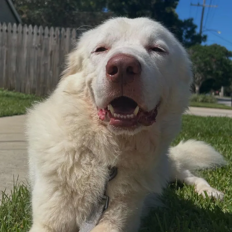 An adult large-sized male Great Pyrenees dog named Beaux for adoption in New Orleans, LA