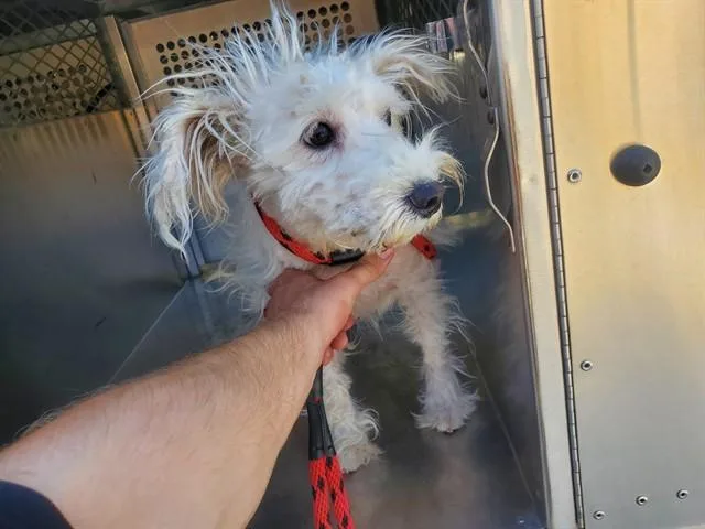 A young small-sized female Maltese dog named Peaches for adoption in Garland, TX
