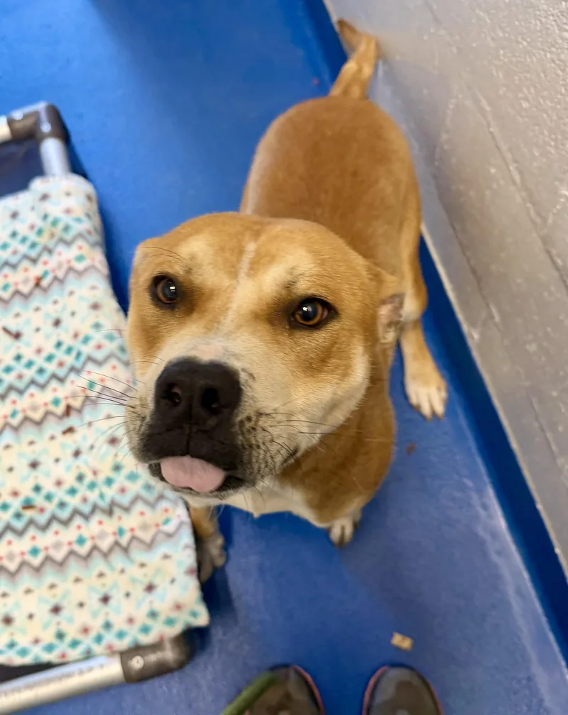 A young medium-sized male Terrier dog named Mason for adoption in Lancaster, SC