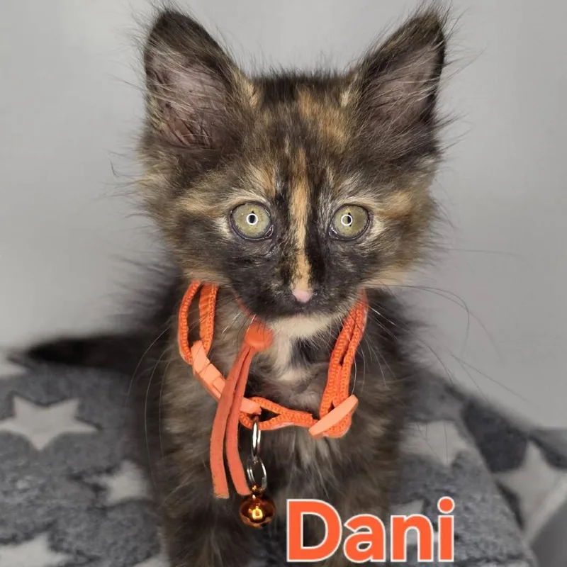 A baby small-sized female Domestic Long Hair cat named Dani for adoption in Green Bay, WI