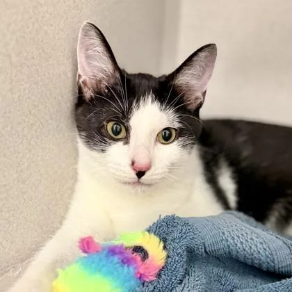A baby small-sized male Black Domestic Medium Hair cat named Bing for adoption in Atlanta, GA