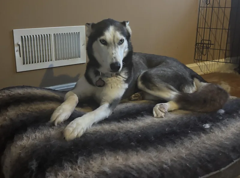 An adult medium-sized female Black Siberian Husky dog named Ashley for adoption in York, PA