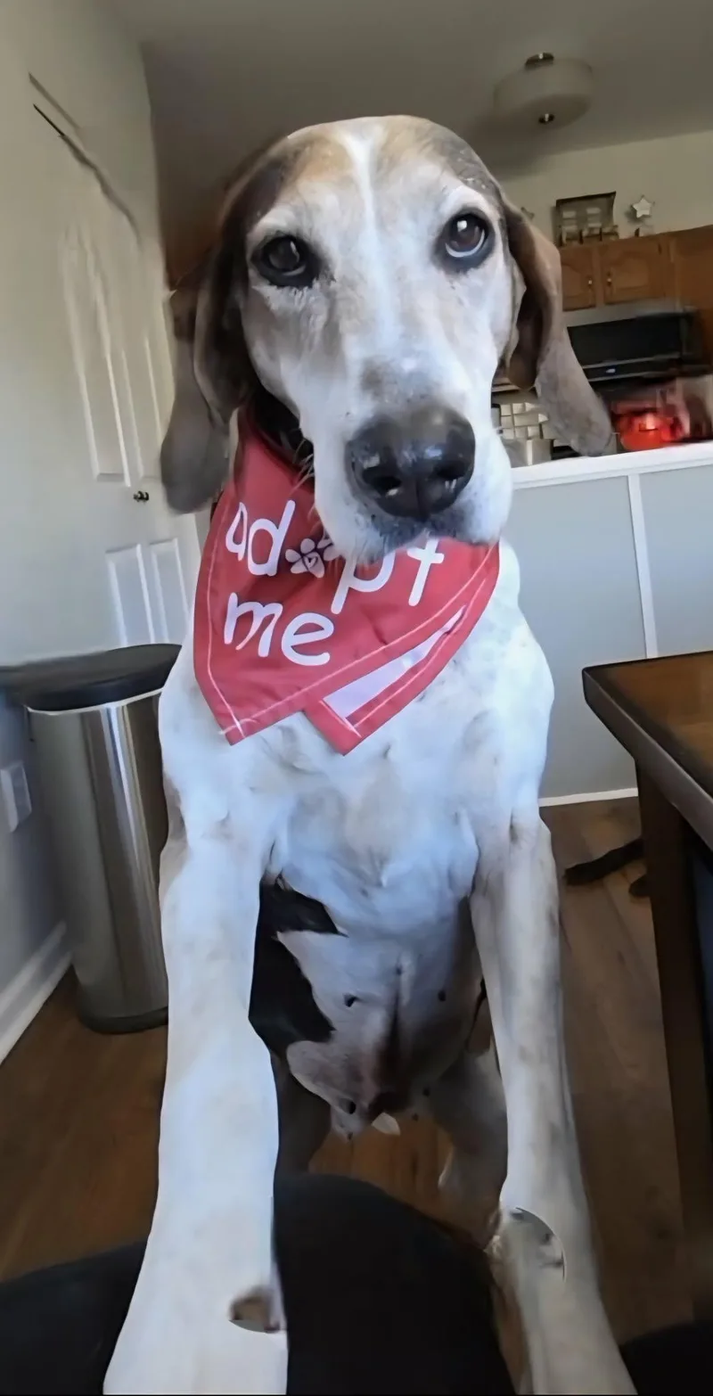 An adult medium-sized female Treeing Walker Coonhound dog named Tatum for adoption in Succasunna, NJ