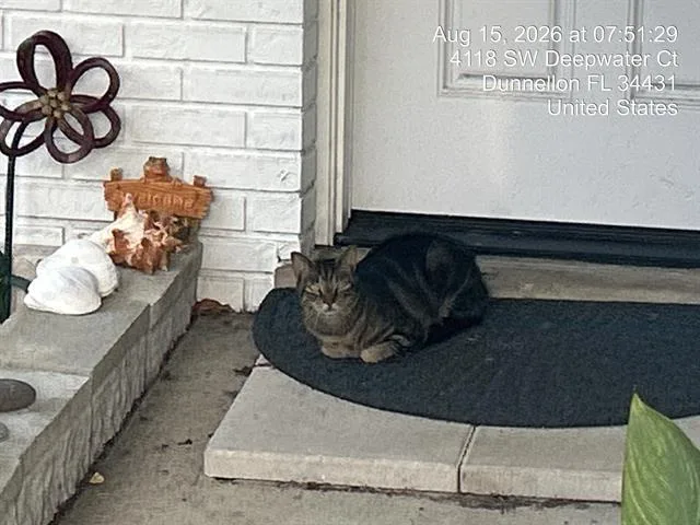 A young small-sized male Domestic Short Hair cat named Cat for adoption in Ocala, FL