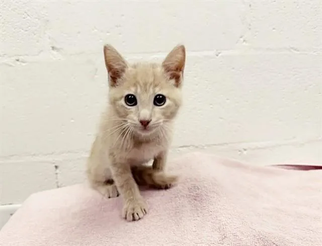 A baby small-sized male Domestic Short Hair cat named Blaze for adoption in Saint Louis, MO