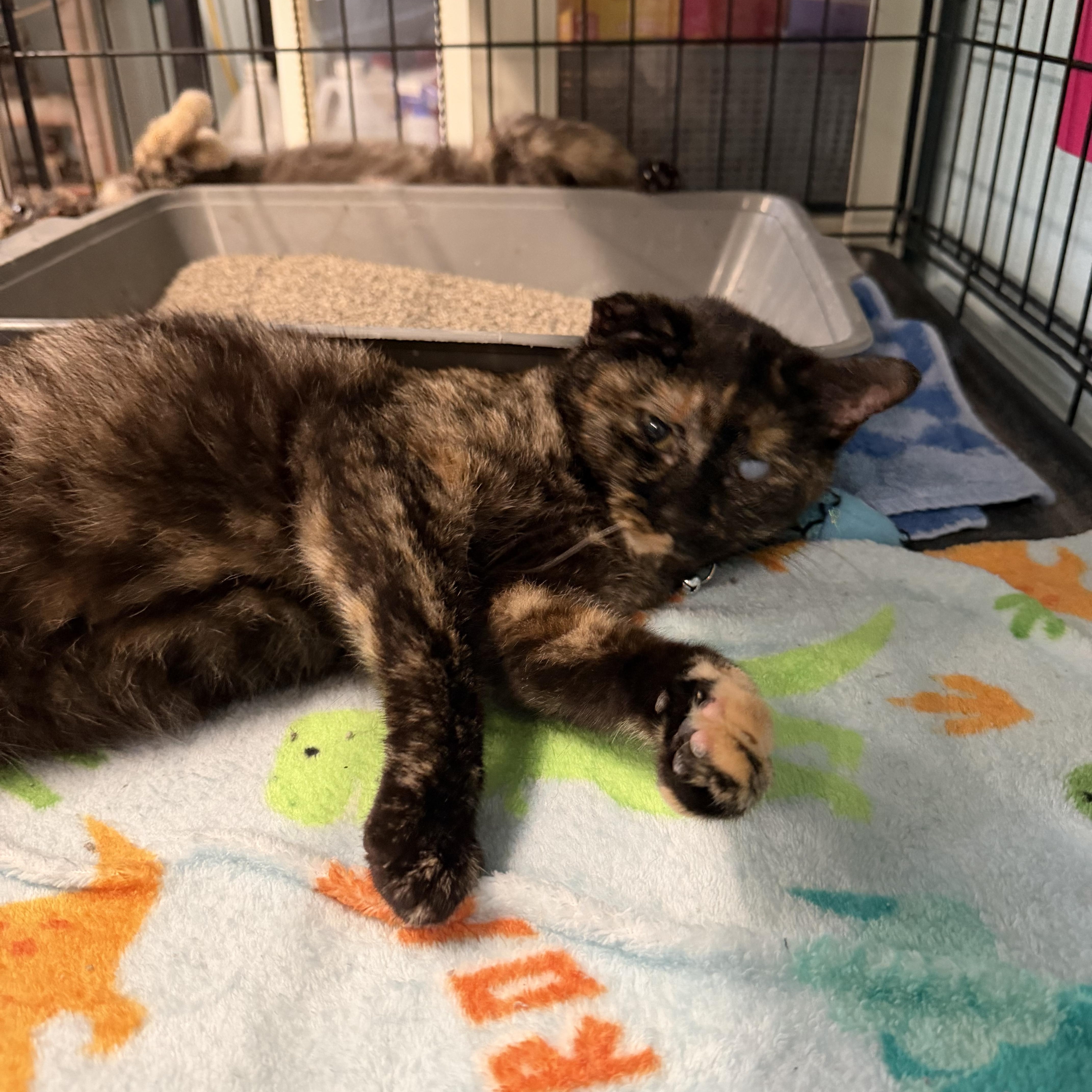 An adult medium-sized female Domestic Short Hair cat named Tortellini for adoption in Warren, OH