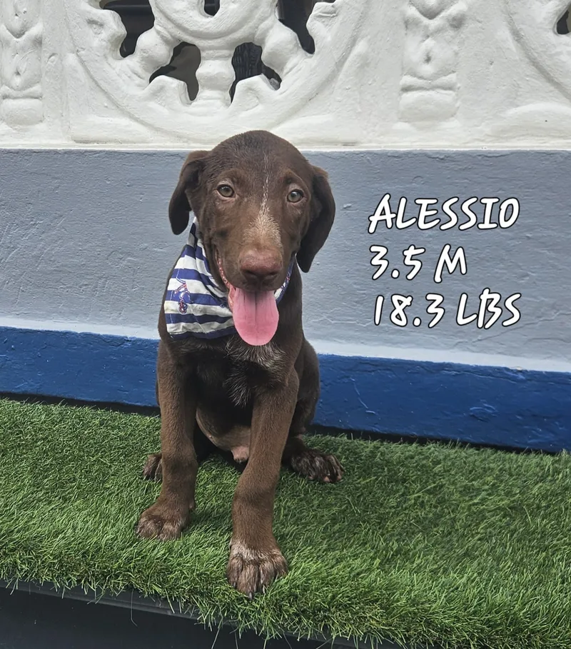 A young small-sized male Brown / Chocolate Labrador Retriever dog named Alessio "be Mine." for adoption in New York, NY