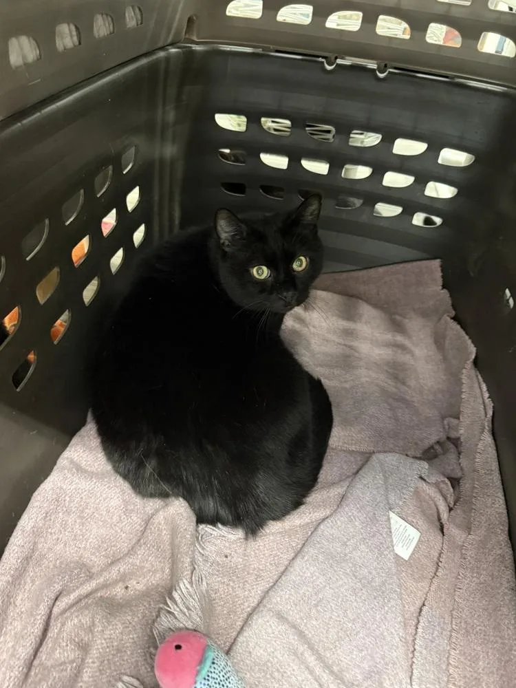 An adult large-sized male Black Domestic Short Hair cat named Buddy for adoption in West Mifflin, PA