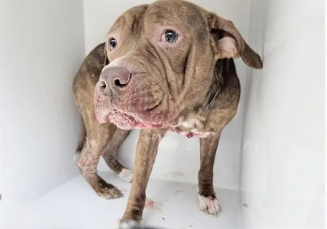 An adult large-sized male Pit Bull Terrier dog named Shuppo for adoption in Houston, TX