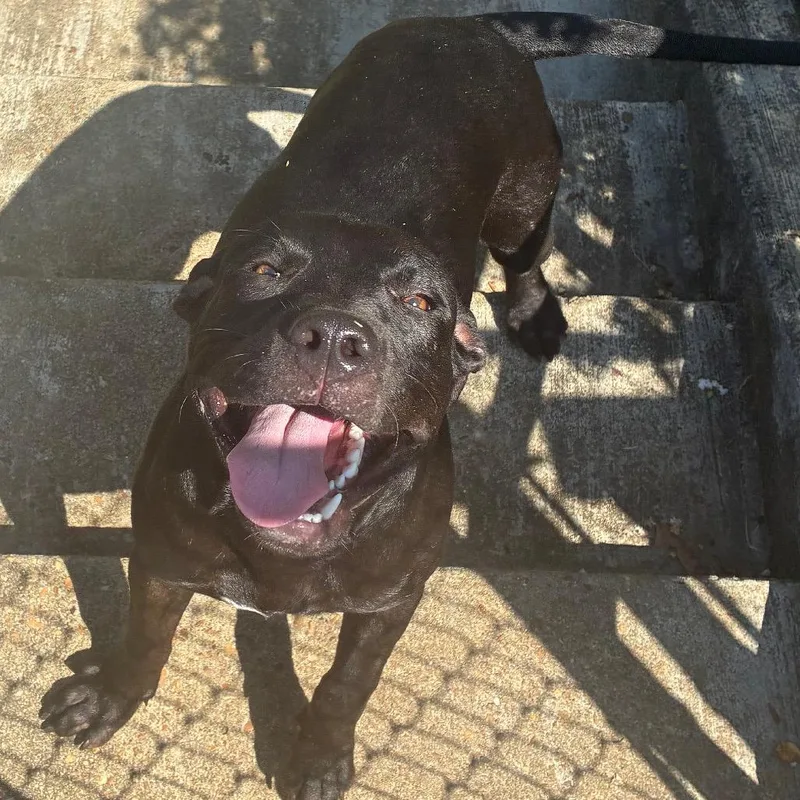 A young medium-sized male Black Terrier dog named Beans for adoption in Montgomery, AL