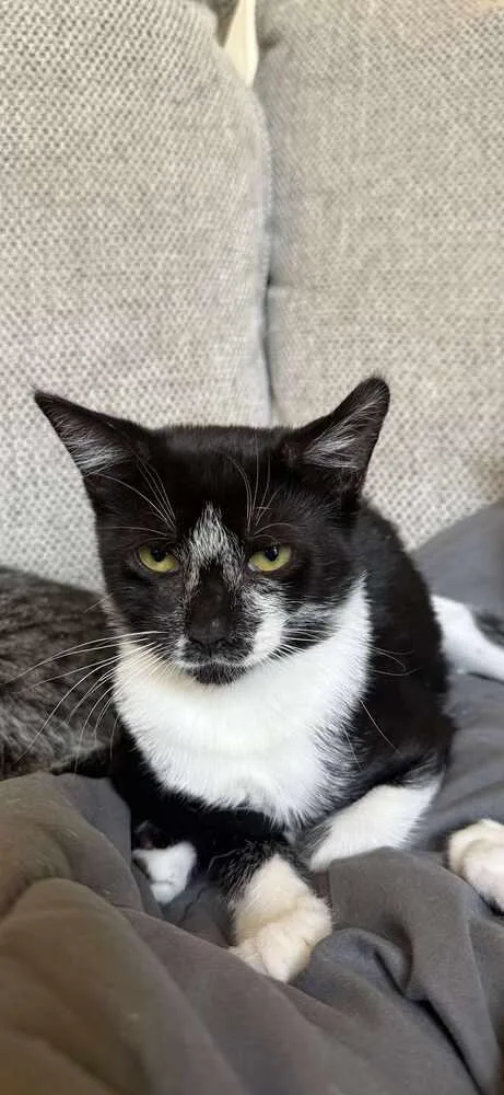 An adult small-sized female Black & White / Tuxedo Domestic Short Hair cat named Kala for adoption in Bossier City, LA
