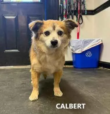 Carlbert thumbnail 2