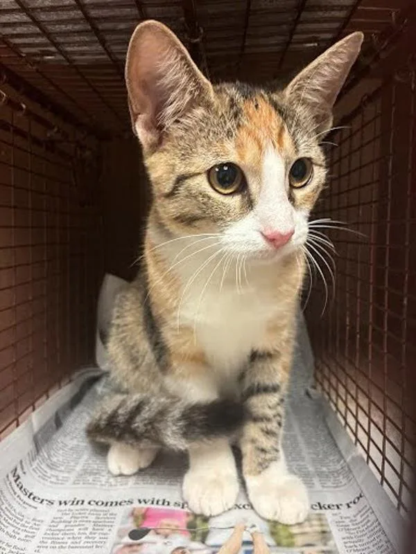 A young small-sized female Domestic Short Hair cat named Riesling for adoption in Austin, TX
