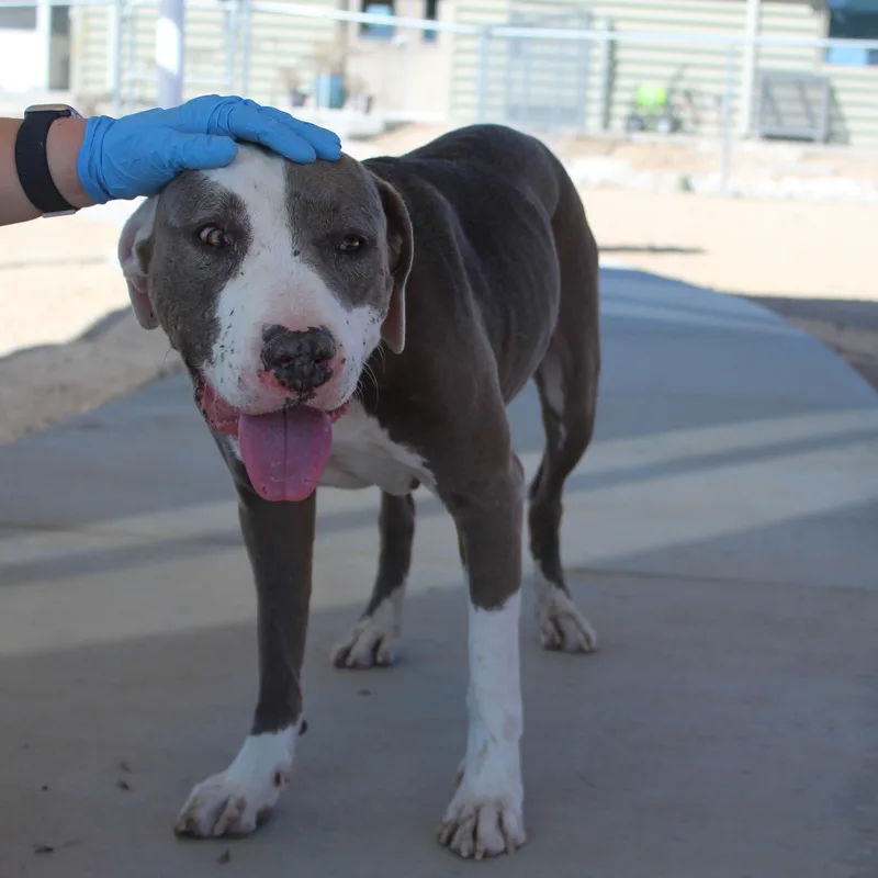 An adult large-sized female Gray / Blue / Silver Pit Bull Terrier dog named Iris for adoption in Yucca Valley, CA