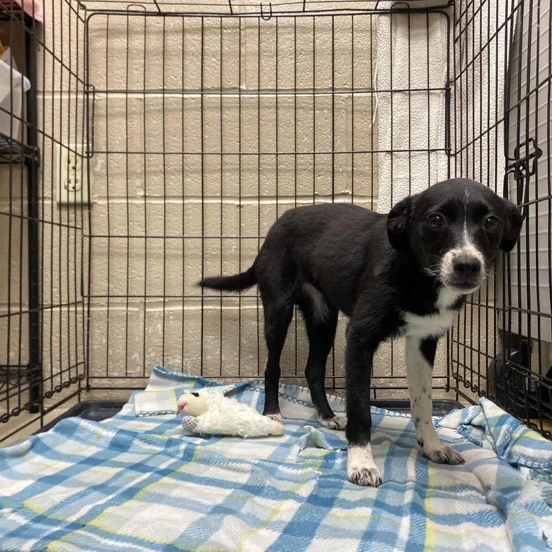 A baby small-sized female Black Border Collie dog named Wild Flower for adoption in Caryville, TN