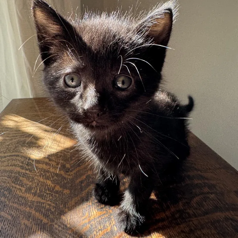 A baby small-sized female Black Domestic Short Hair cat named Daphne for adoption in Tustin, CA