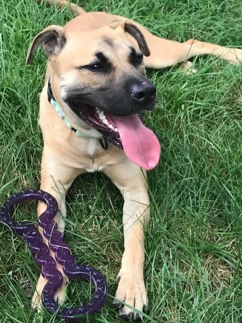 An adult medium-sized female Brown / Chocolate Mixed Breed dog named Mia for adoption in Cincinnati, OH