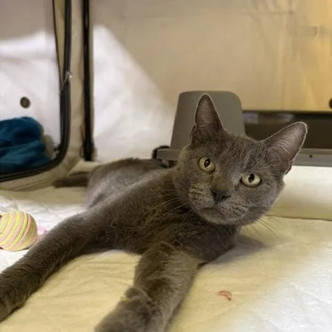 An adult medium-sized female Gray / Blue / Silver Domestic Short Hair cat named Gracie for adoption in PHOENIX, AZ