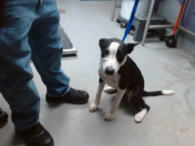 A young medium-sized female Pointer dog named Ella for adoption in Albuquerque, NM