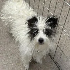 A young small-sized female White / Cream Terrier dog named Nessie for adoption in Green Valley, AZ